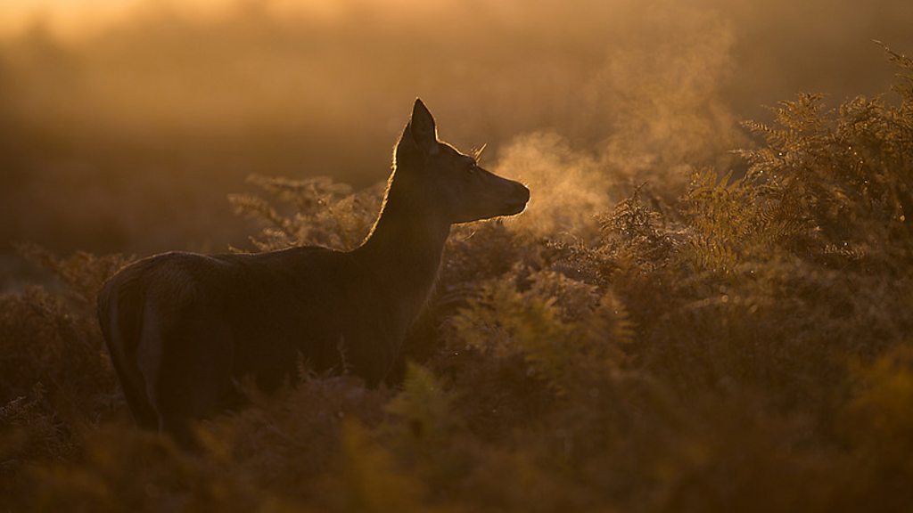 Autumnwatch 2015: Live from Caerlaverock