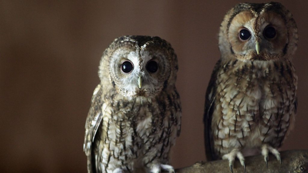 Winterwatch 2016 Live